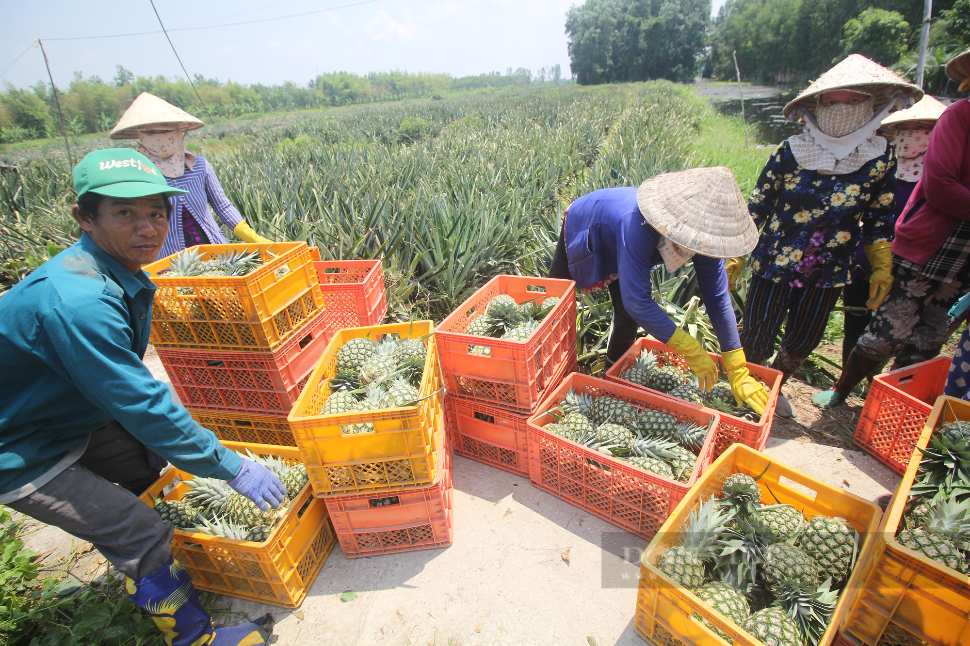 Hậu Giang: Bỏ cây mía, nông dân chuyển sang trồng khóm, lời 100 triệu đồng/ha - Ảnh 4.