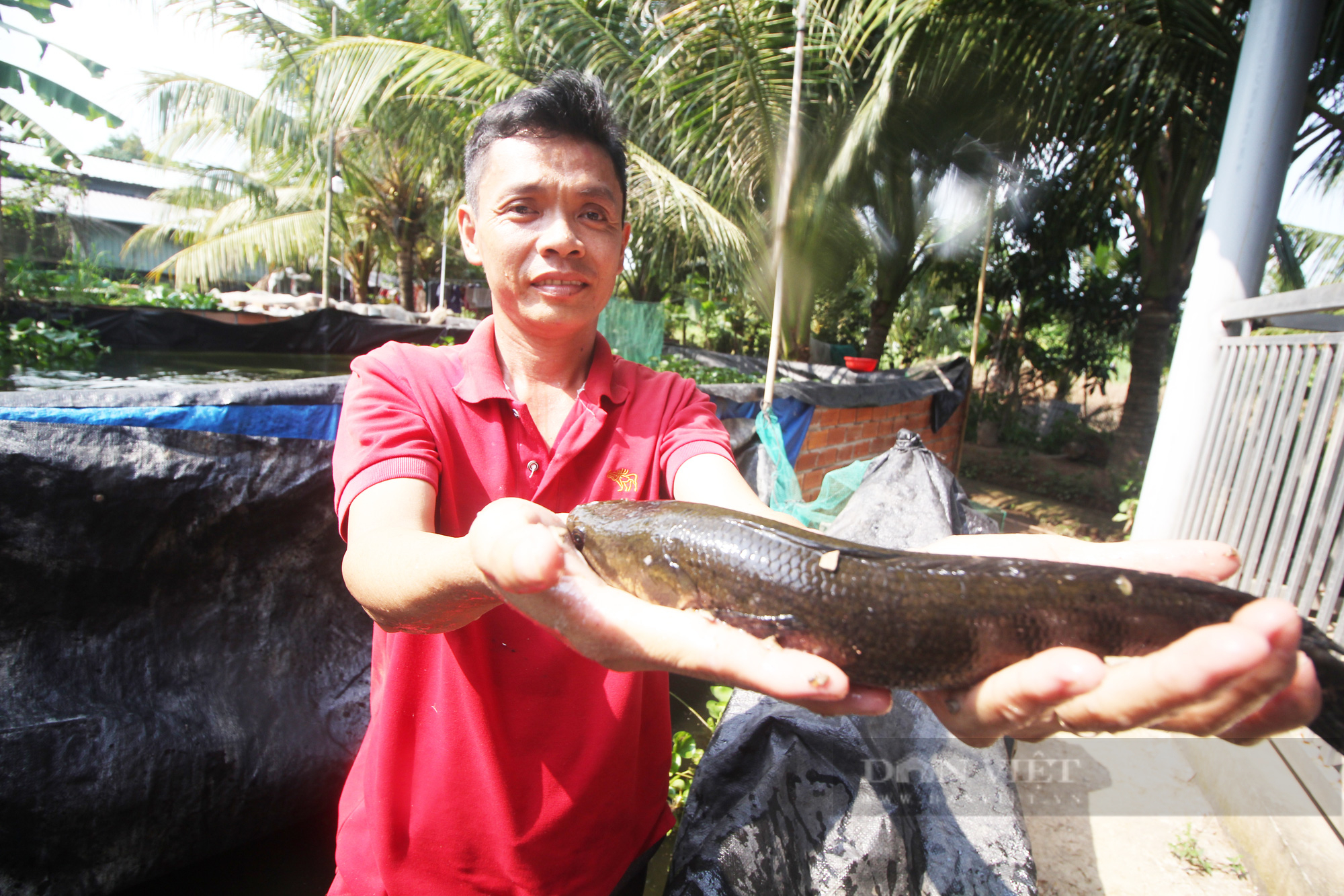 Cần Thơ: Một nông dân nuôi cá dầy trong bể bạt thành công, khách mua không đủ số lượng bán - Ảnh 2.