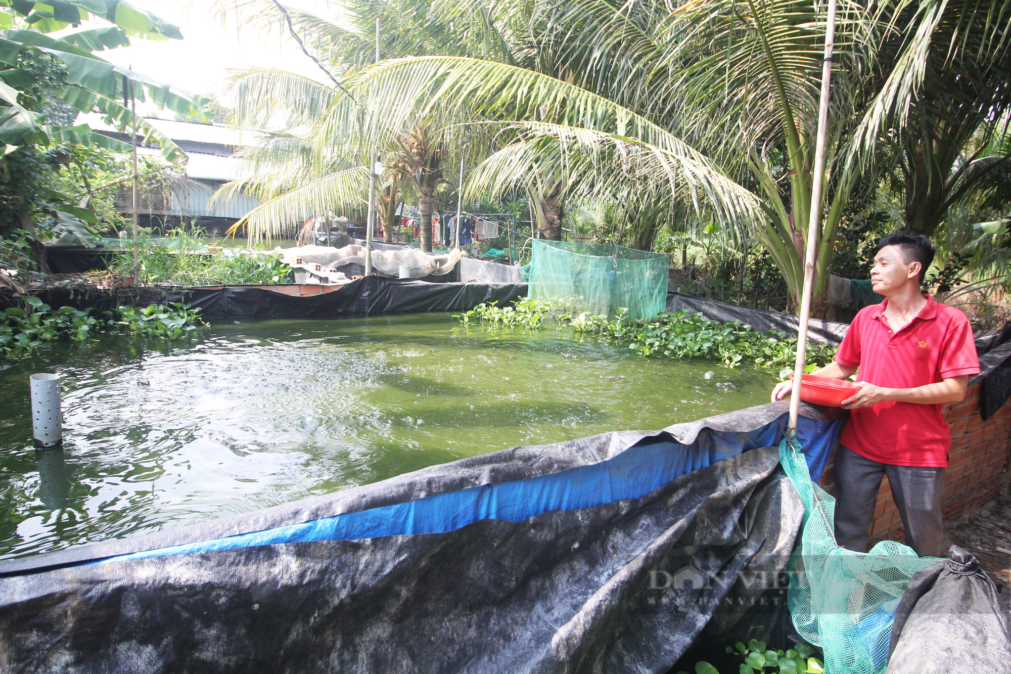 Cần Thơ: Một nông dân nuôi cá dầy trong bể bạt thành công, khách mua không đủ số lượng bán - Ảnh 7.