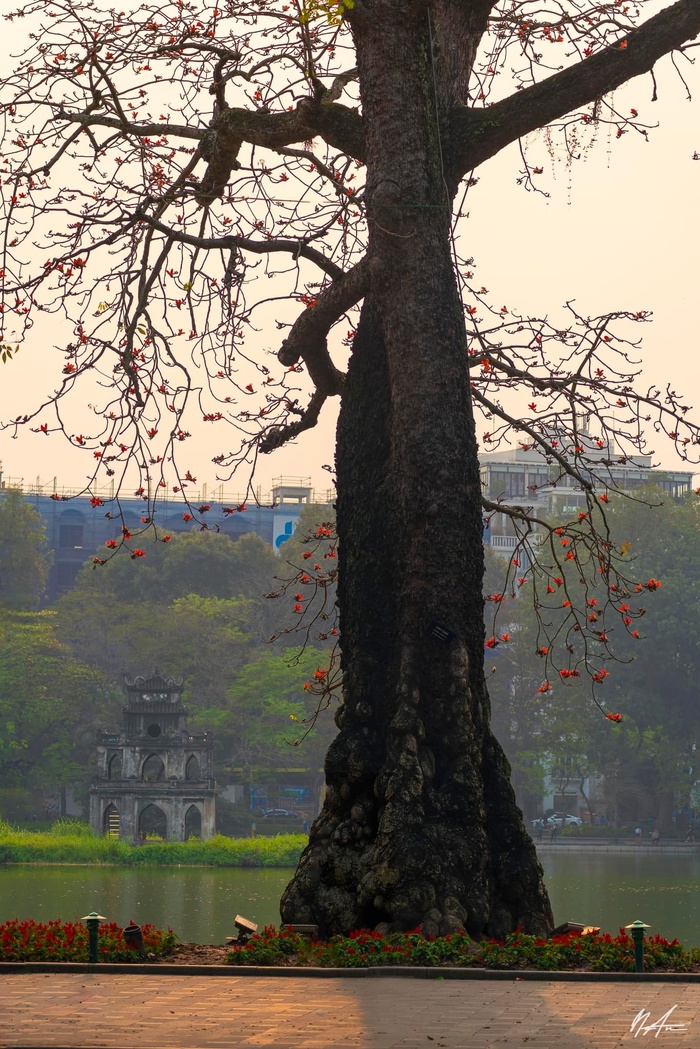 Những nhành hoa gạo bờ hồ  - Ảnh 8.