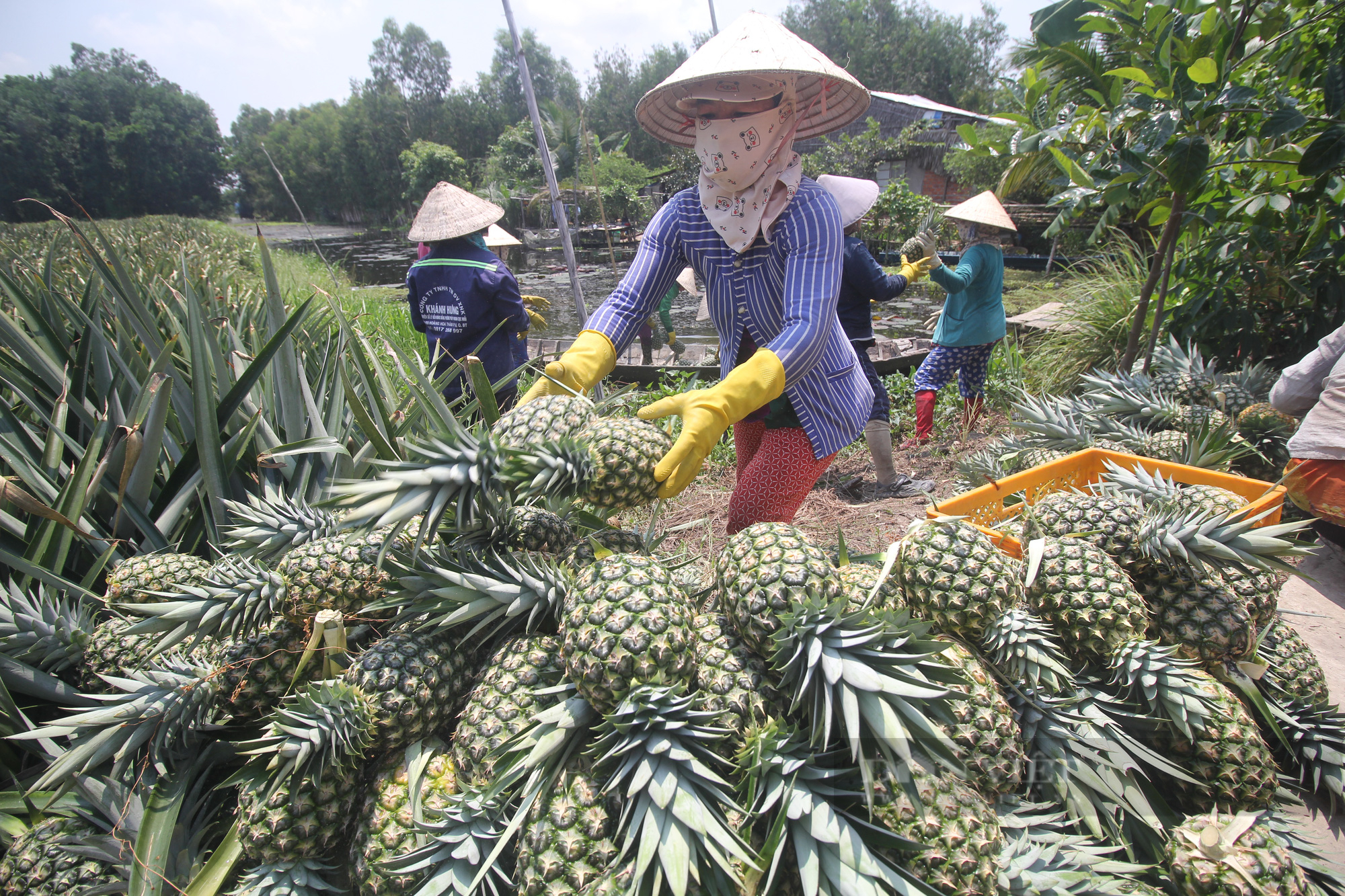 Hậu Giang: Bỏ cây mía, nông dân chuyển sang trồng khóm, lời 100 triệu đồng/ha - Ảnh 6.