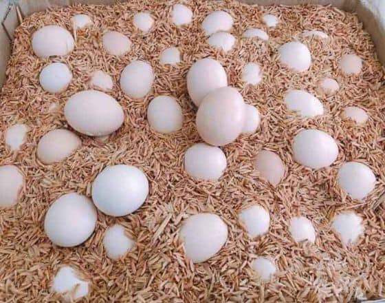 Trứng gà gì ở Tiền Giang tăng mạnh, chủ trại cứ bán 1 quả lãi ngay 300-400 đồng? - Ảnh 4.