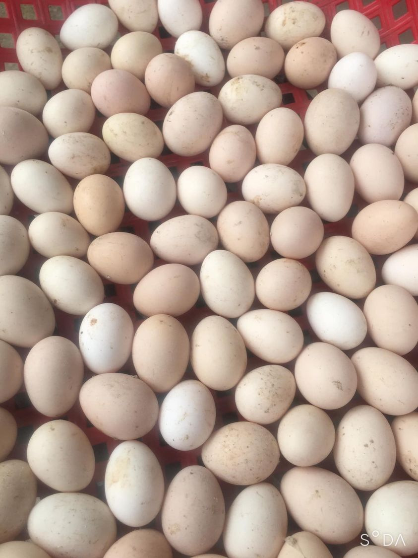 Giá trứng gà ta tăng mạnh ở Tiền Giang, nhặt quả trứng lên nông ...