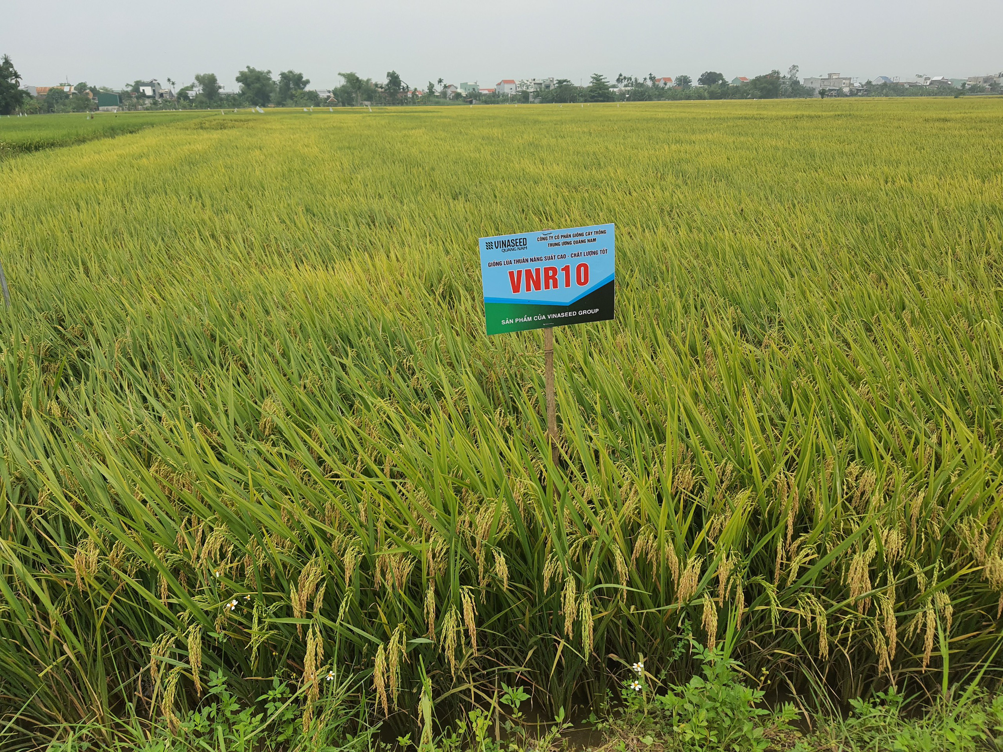 Quảng Nam: Nông dân phấn khởi với các bộ giống lúa của Vinaseed trước “sóng gió” của thời tiết - Ảnh 6.