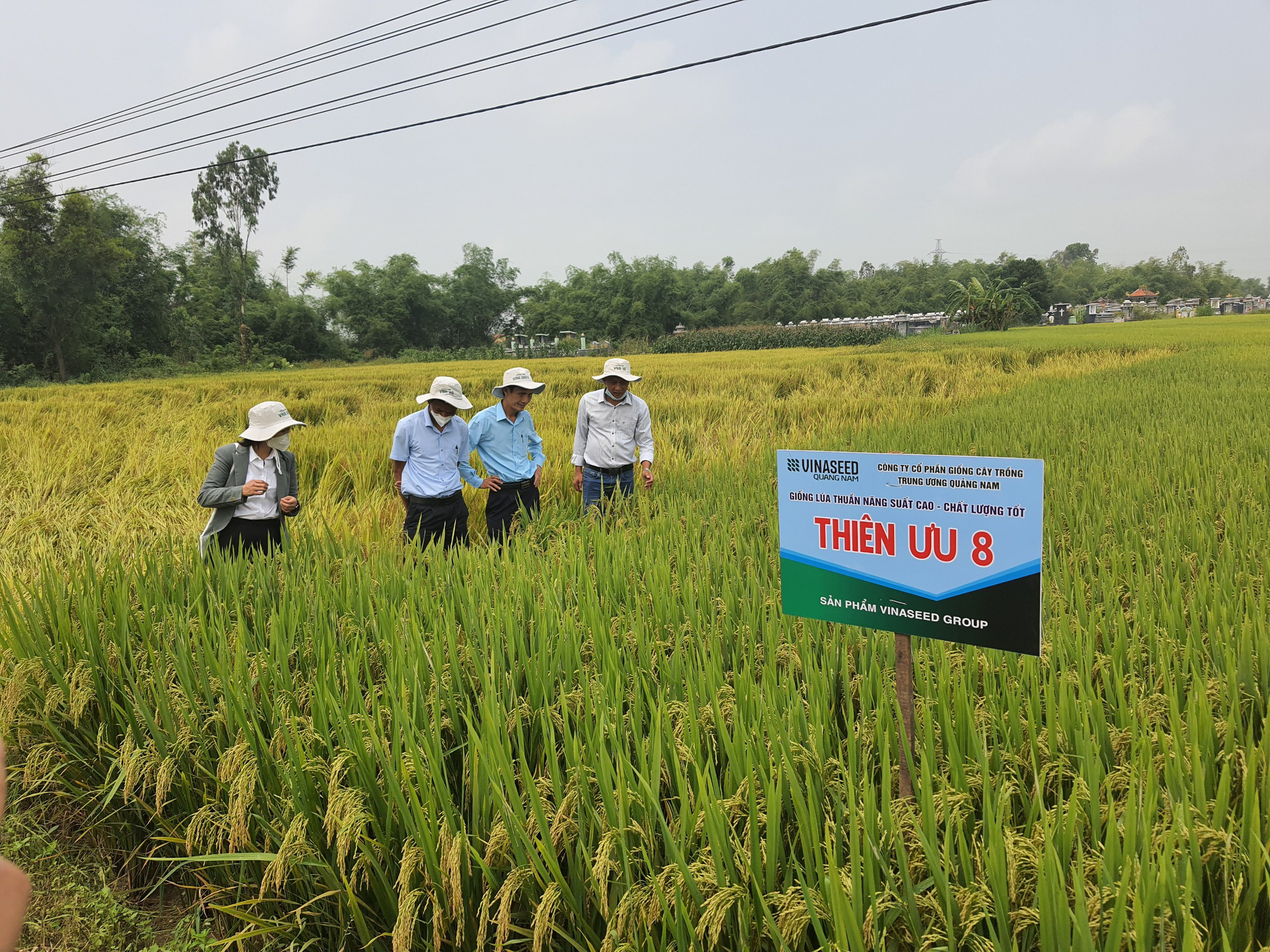 Quảng Nam: Nông dân phấn khởi với các bộ giống lúa của Vinaseed trước “sóng gió” của thời tiết - Ảnh 8.