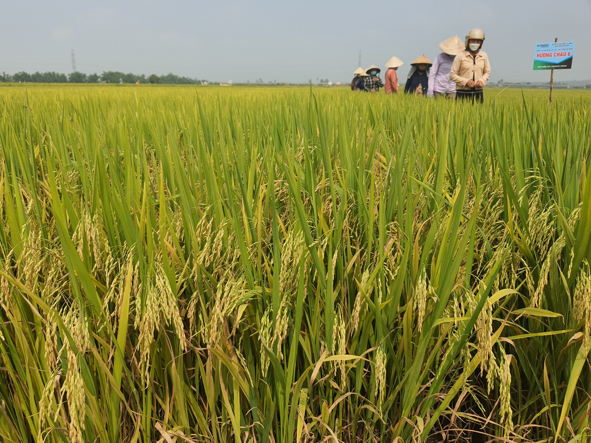 Quảng Nam: Nông dân phấn khởi với các bộ giống lúa của Vinaseed trước “sóng gió” của thời tiết - Ảnh 4.