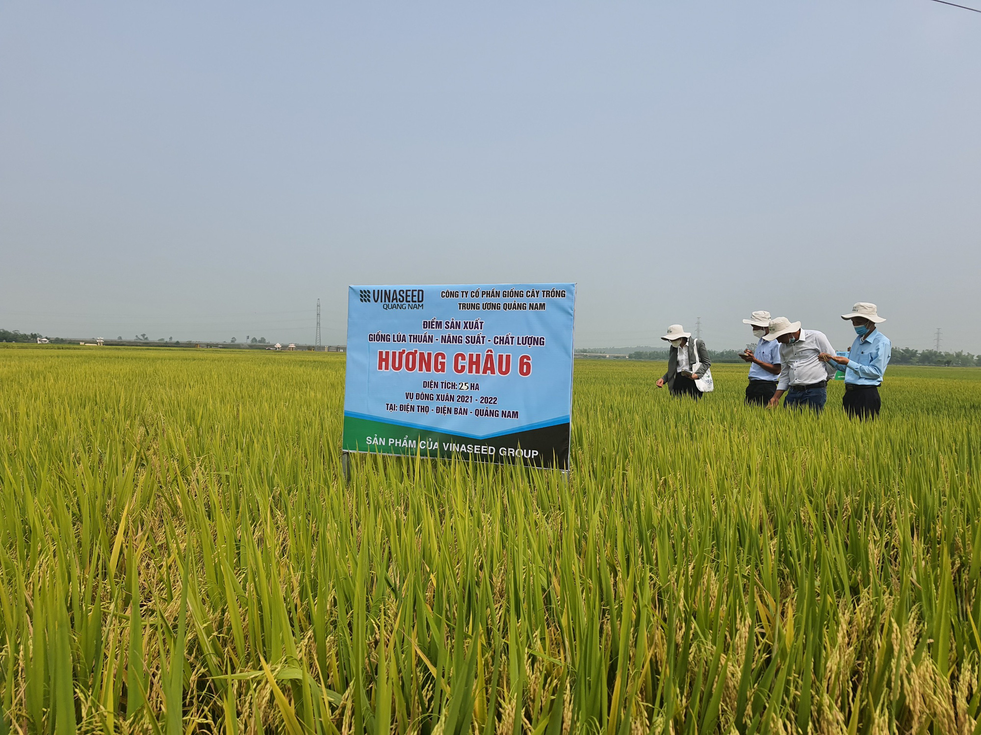 Quảng Nam: Nông dân phấn khởi với các bộ giống lúa của Vinaseed trước “sóng gió” của thời tiết - Ảnh 1.