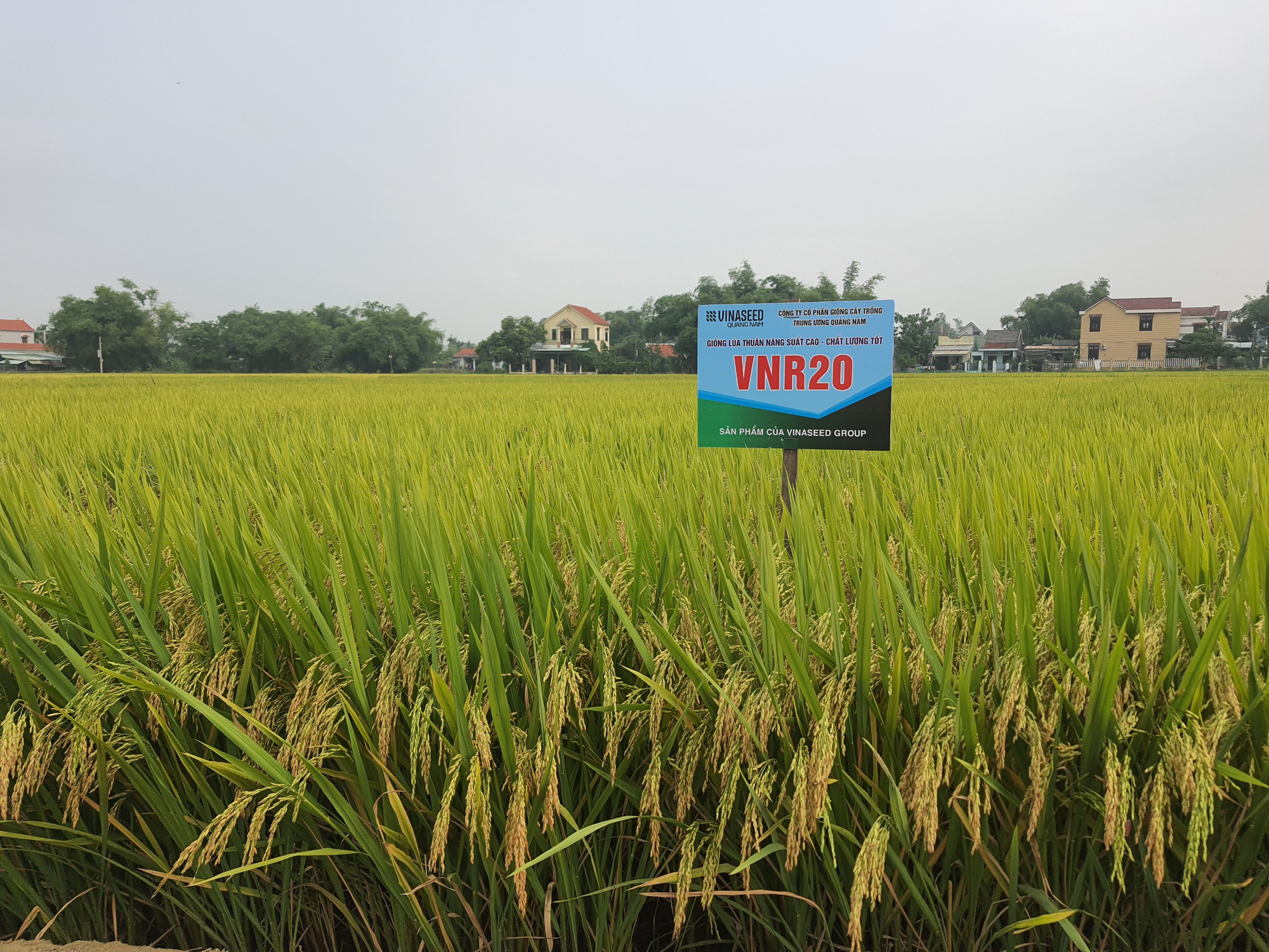 Quảng Nam: Nông dân phấn khởi với các bộ giống lúa của Vinaseed trước “sóng gió” của thời tiết - Ảnh 7.