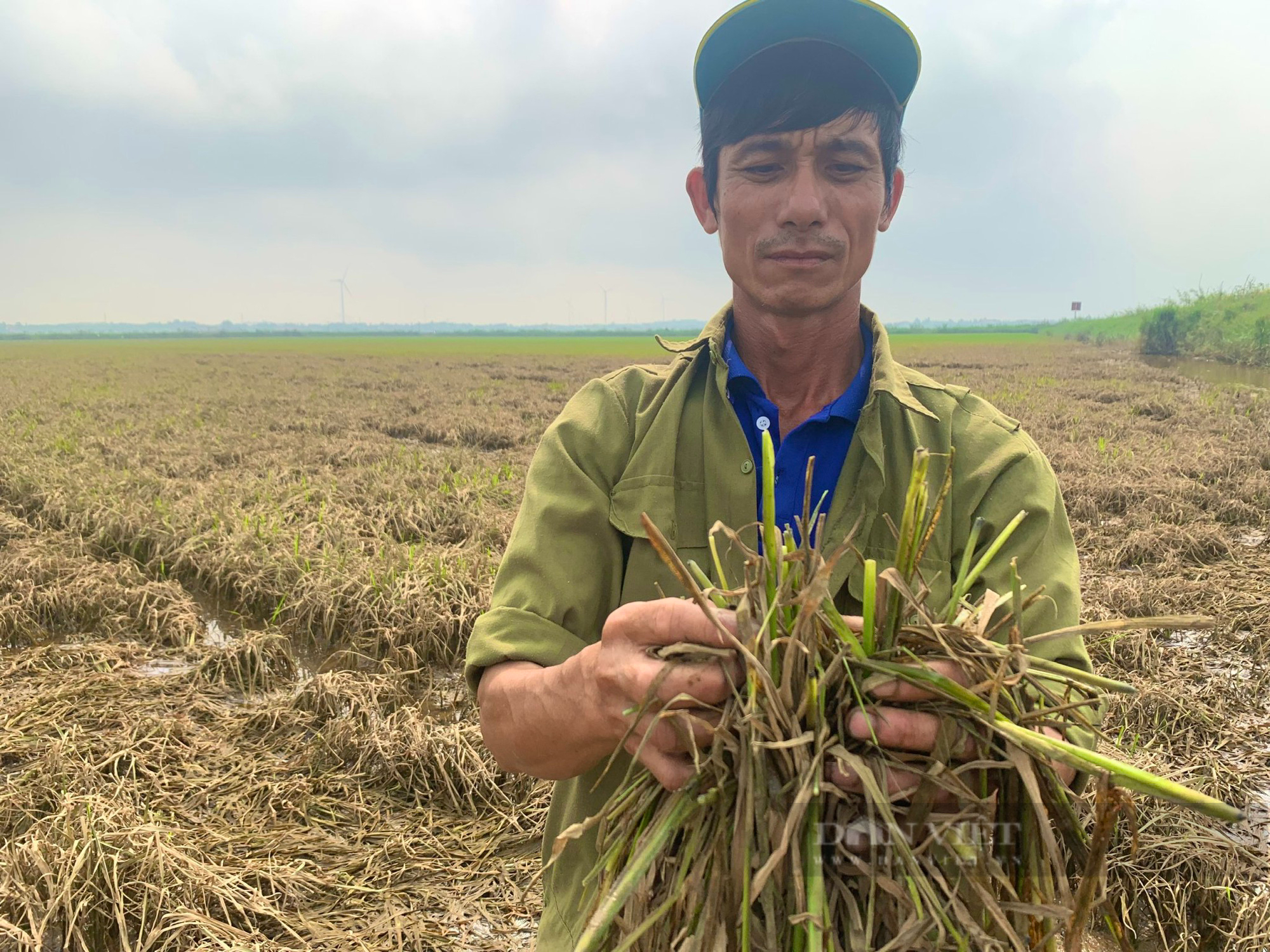 Nông dân rơi nước mắt trên cánh đồng lúa chết sau mưa lũ bất thường ở Quảng Bình - Ảnh 3.