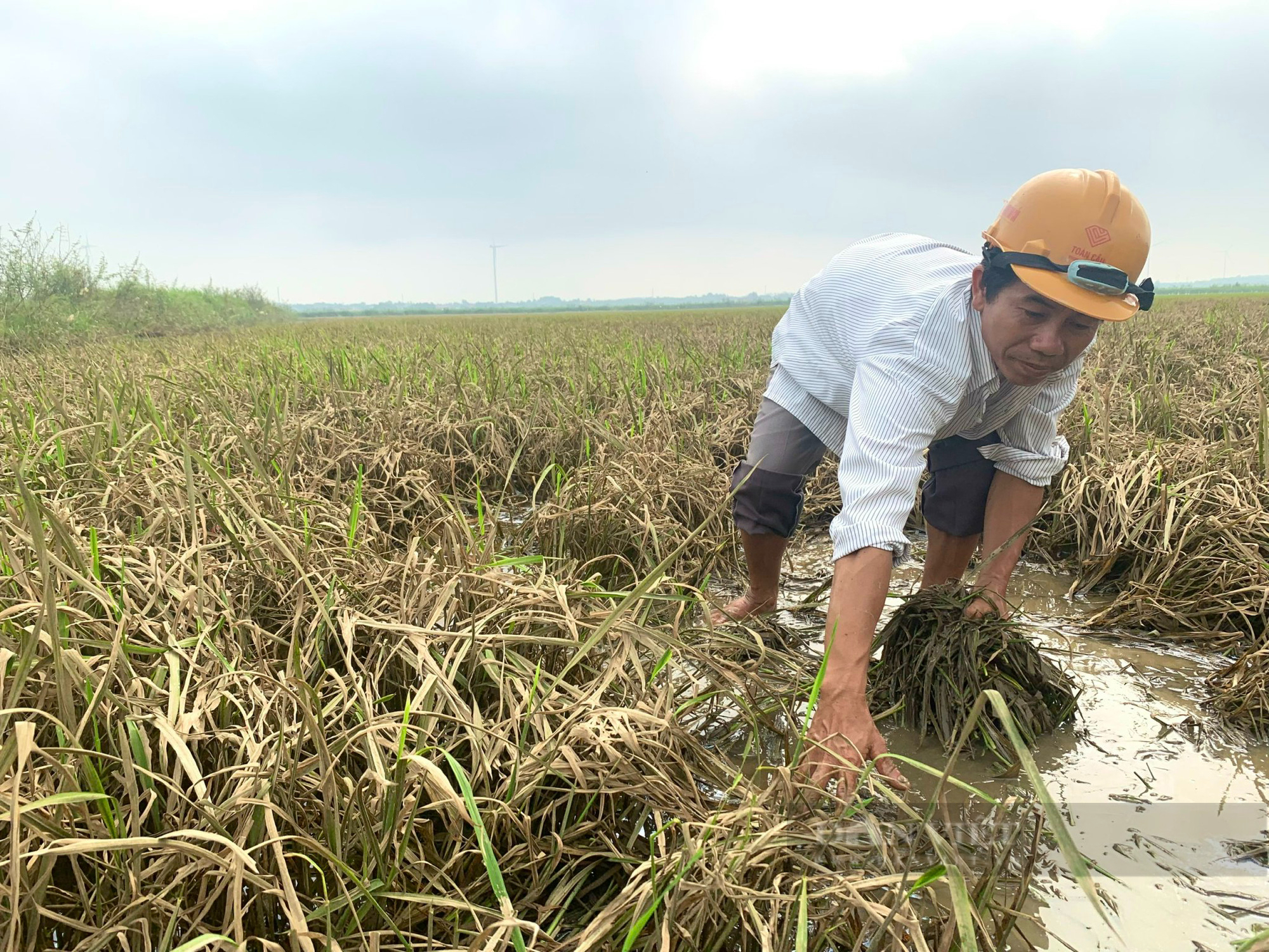 Nông dân rơi nước mắt trên cánh đồng lúa chết sau mưa lũ bất thường ở Quảng Bình - Ảnh 2.