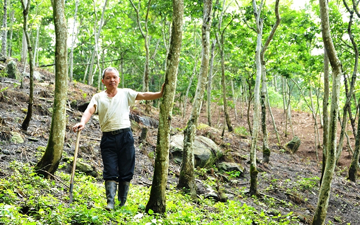 Tỷ phú nông dân ở Lào Cai giàu nhất vùng nhờ trồng thứ cây gì, cây to thương lái gạ mua tới 250 triệu? - Ảnh 1.