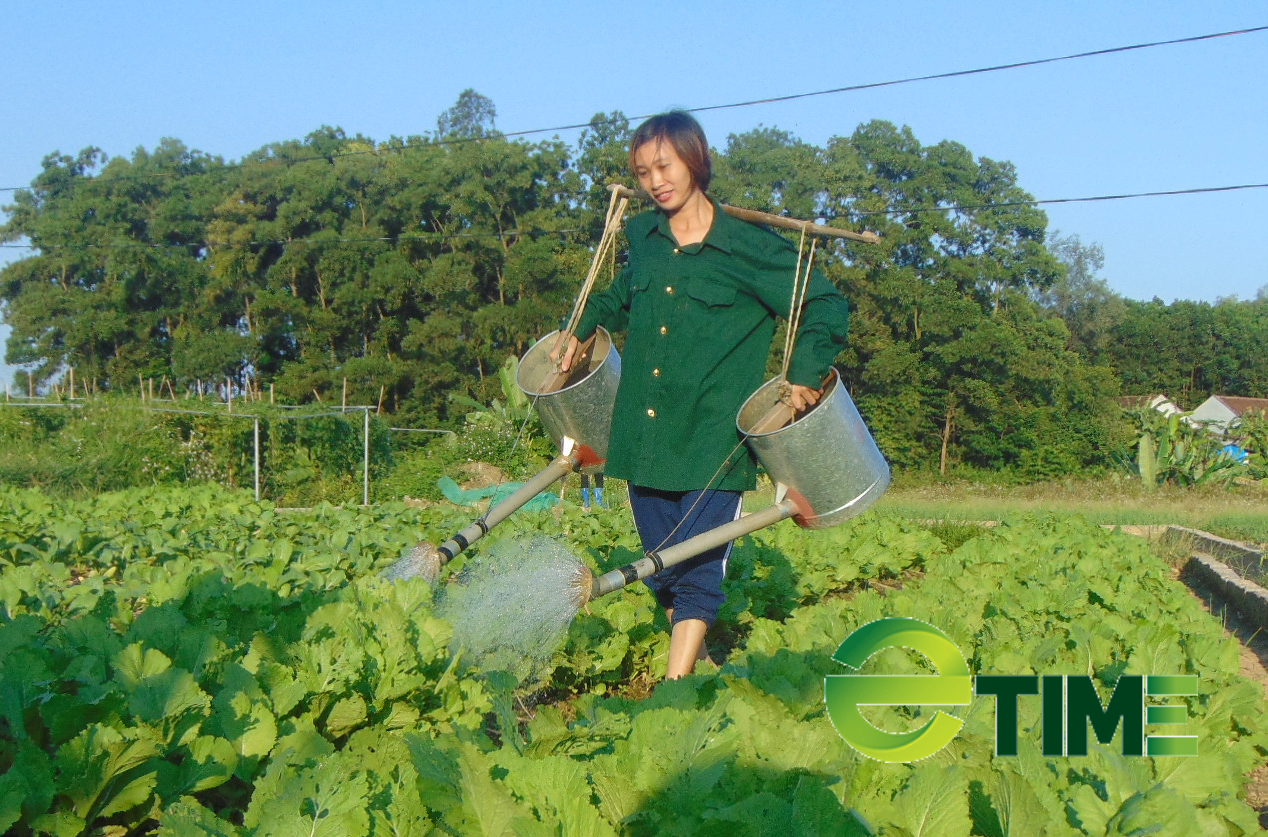 Thái Nguyên: Huyện Phú Bình quy hoạch 50ha trồng rau công nghệ cao - Ảnh 1.