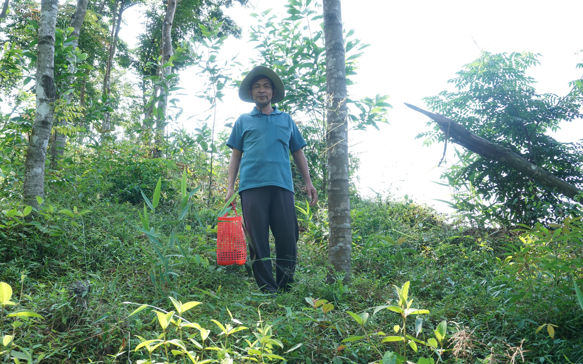Quảng Nam: Vườn trồng toàn cây gỗ quý, chỉ hái thứ nấm xù xì mọc sát đất bán đã thu nửa tỷ/năm