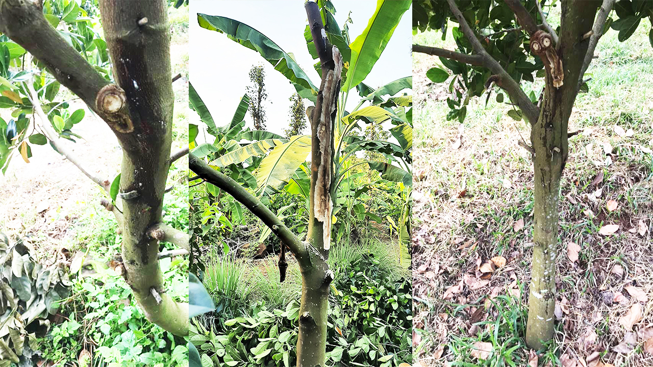 Giá mít Thái hôm nay 17/4: 4 nguyên nhân cây mít xì mủ chết cây, nhà vườn cần biết để né tránh - Ảnh 1.