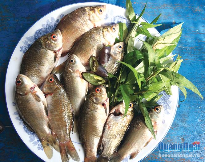 Thứ cá trước nhiều vô số này giờ đây hóa đặc sản, ở Quảng Ngãi dân lại đem nấu canh với rau răm - Ảnh 1.