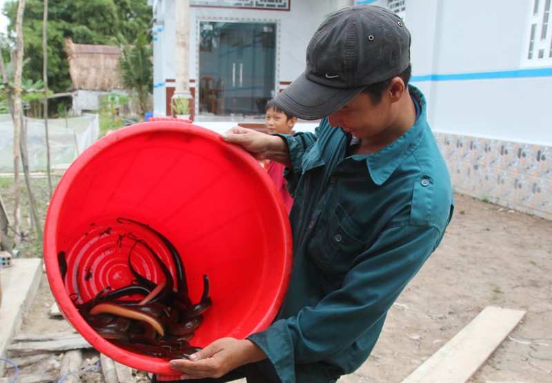 Vô đồng hoang bỏ rậm ở Cà Mau bắt con đặc sản to dài, bán đắt tiền, dù quê hay thành phố đều mê tít - Ảnh 5.