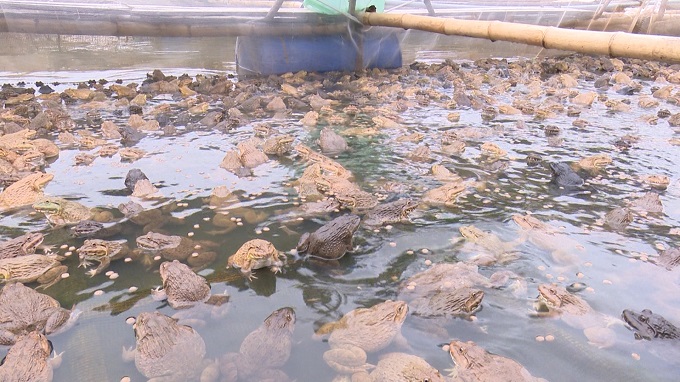 Hiệu quả từ nuôi tôm kết hợp thả cá rô phi xử lý nguồn nước