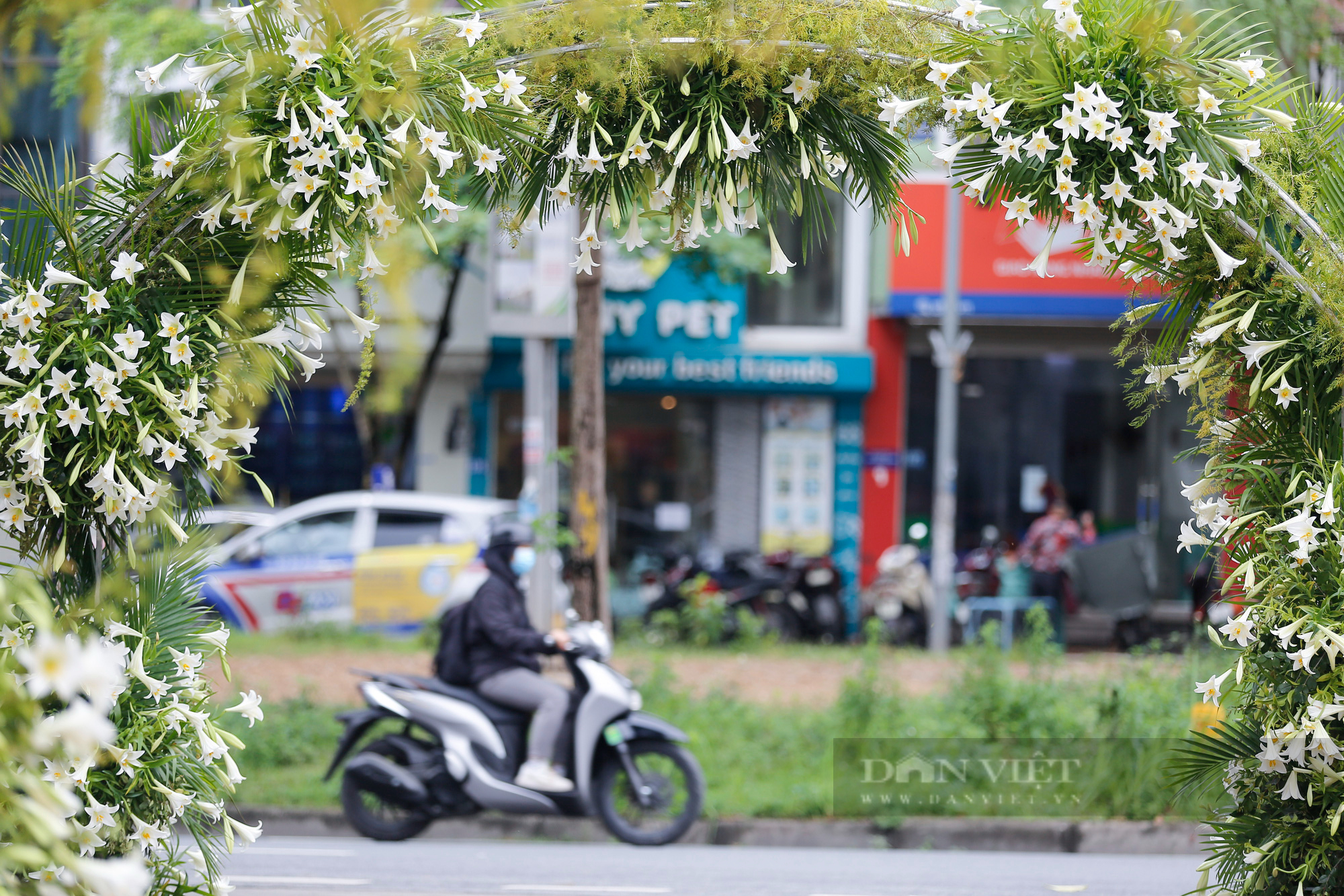 Hàng ngàn đóa hoa bách hợp khoe sắc lung linh tại Hà Nội - Ảnh 12.