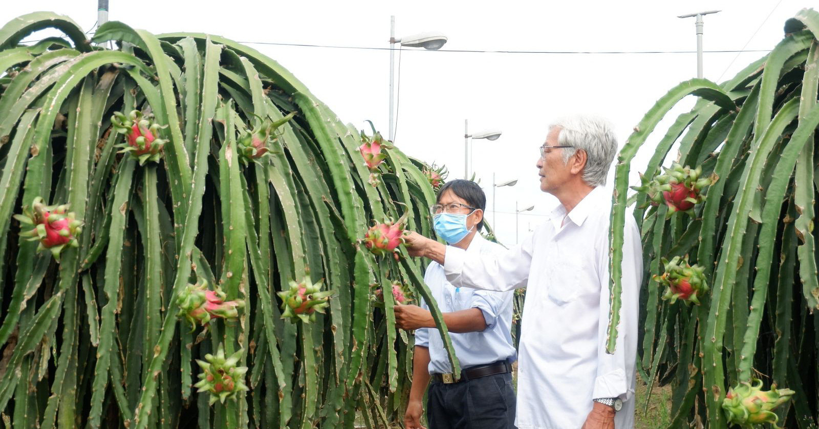 Thanh long, từ cây làm giàu đến 