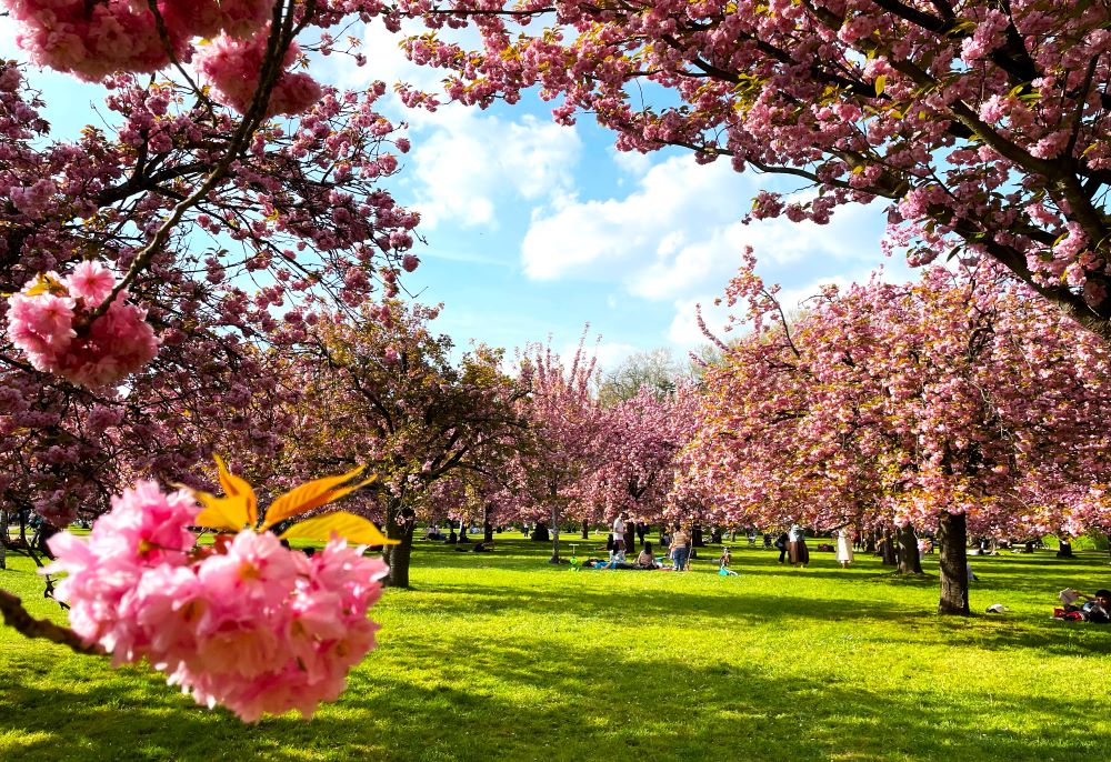 Xuân về ngắm hoa anh đào ở công viên Parc de Sceaux - Ảnh 1.