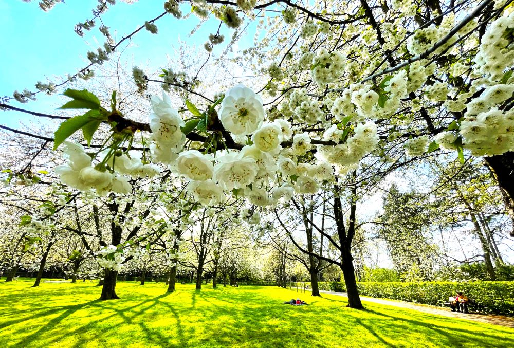 Xuân về ngắm hoa anh đào ở công viên Parc de Sceaux - Ảnh 2.