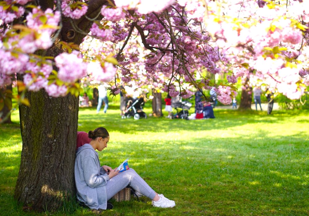 Xuân về ngắm hoa anh đào ở công viên Parc de Sceaux - Ảnh 5.