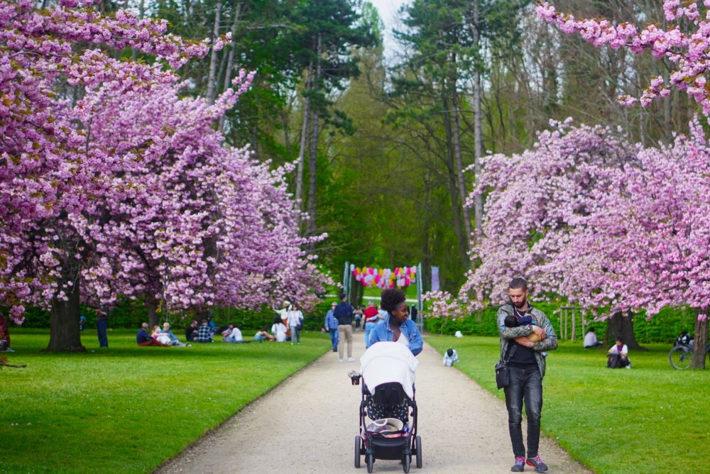 Xuân về ngắm hoa anh đào ở công viên Parc de Sceaux - Ảnh 3.