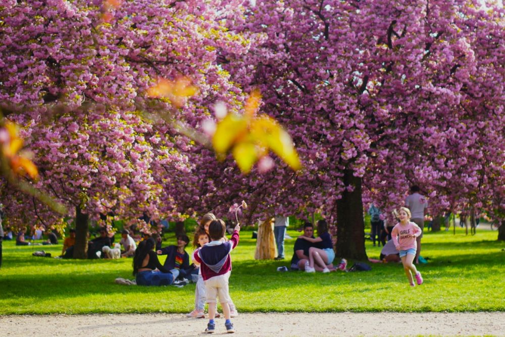 Xuân về ngắm hoa anh đào ở công viên Parc de Sceaux - Ảnh 6.