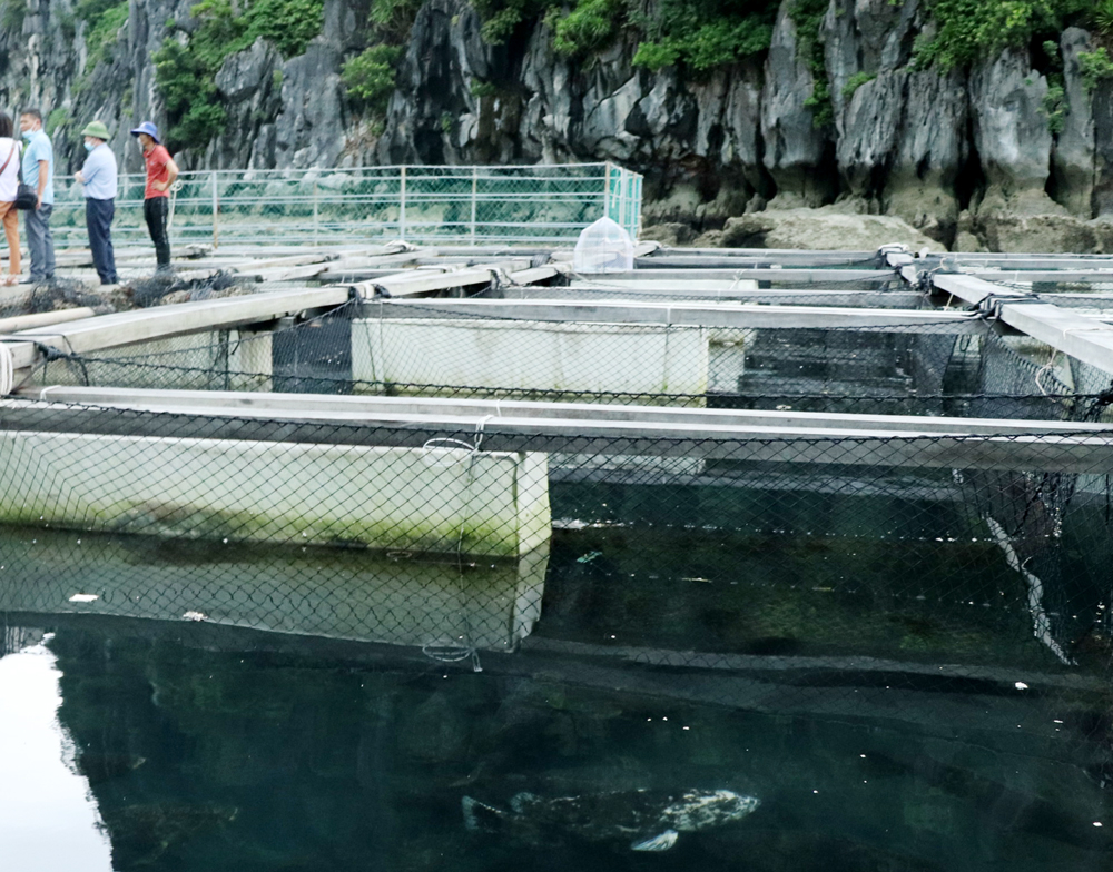 &quot;Đệ nhất đặc sản biển&quot; ở Quảng Ninh là loài cá khổng lồ gì, dân nuôi như &quot;nuôi tàu ngầm&quot;, có con nặng tới 170kg? - Ảnh 10.