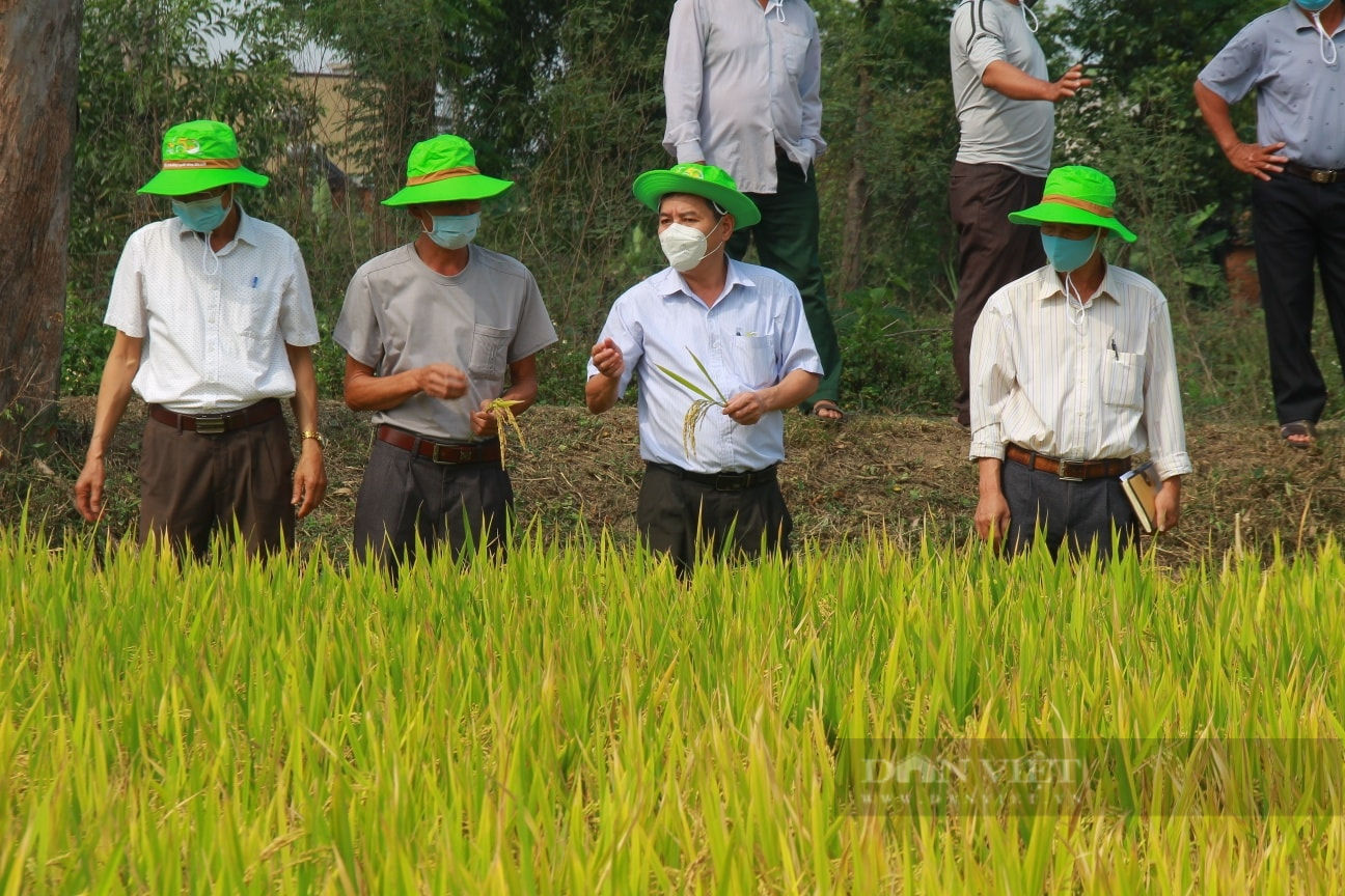 Nông dân Đắk Lắk mê mẩn bộ đôi giống lúa cho năng suất cực đỉnh - Ảnh 3.