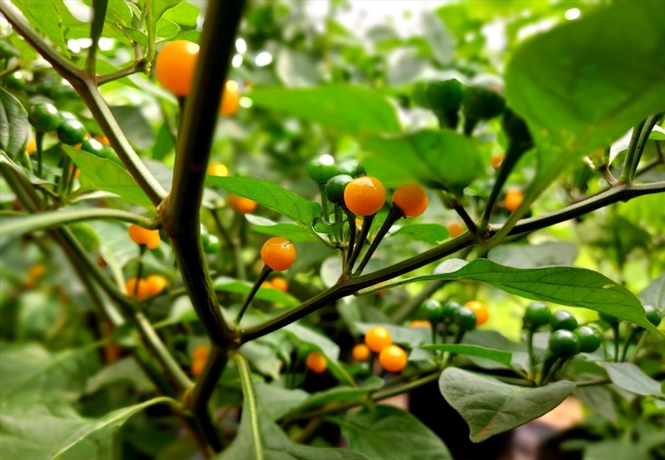 Loại ớt lạ cây như cây cảnh, trái tròn như hòn bi, vàng như mỡ gà, trồng ở Đắk Nông hái trái bán 5 triệu/kg - Ảnh 2.
