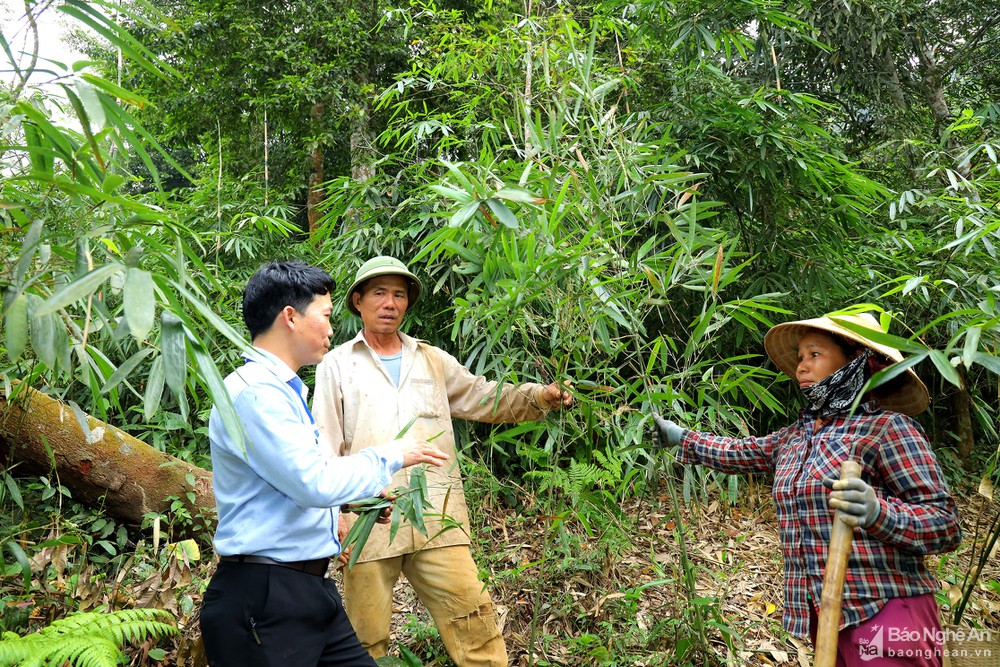 Chỉ là cây măng đắng thôi mà, vì sao 1 huyện ở Nghệ An phải vận động 2 hộ nông dân bảo vệ? - Ảnh 4.