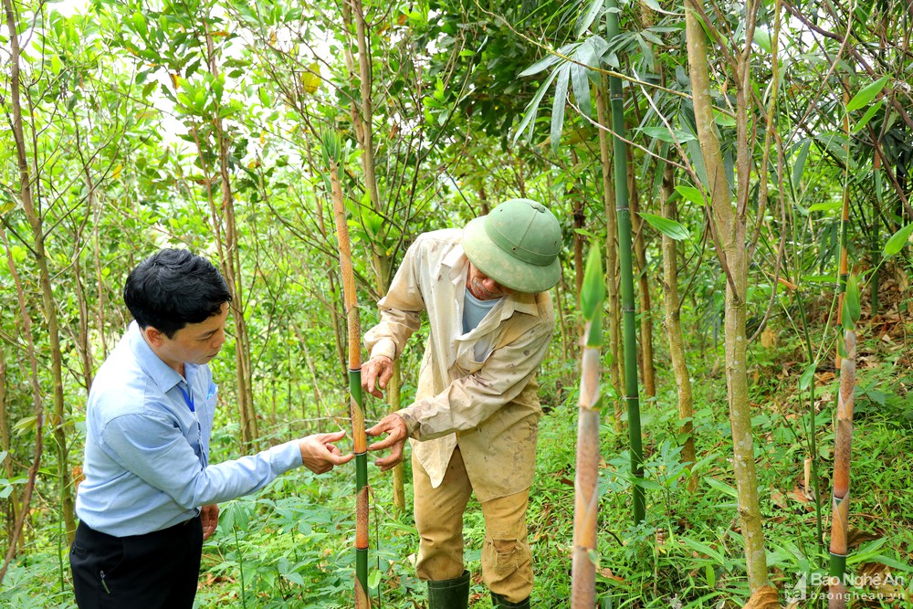 Chỉ là cây măng đắng thôi mà, vì sao 1 huyện ở Nghệ An phải vận động 2 hộ nông dân bảo vệ? - Ảnh 7.