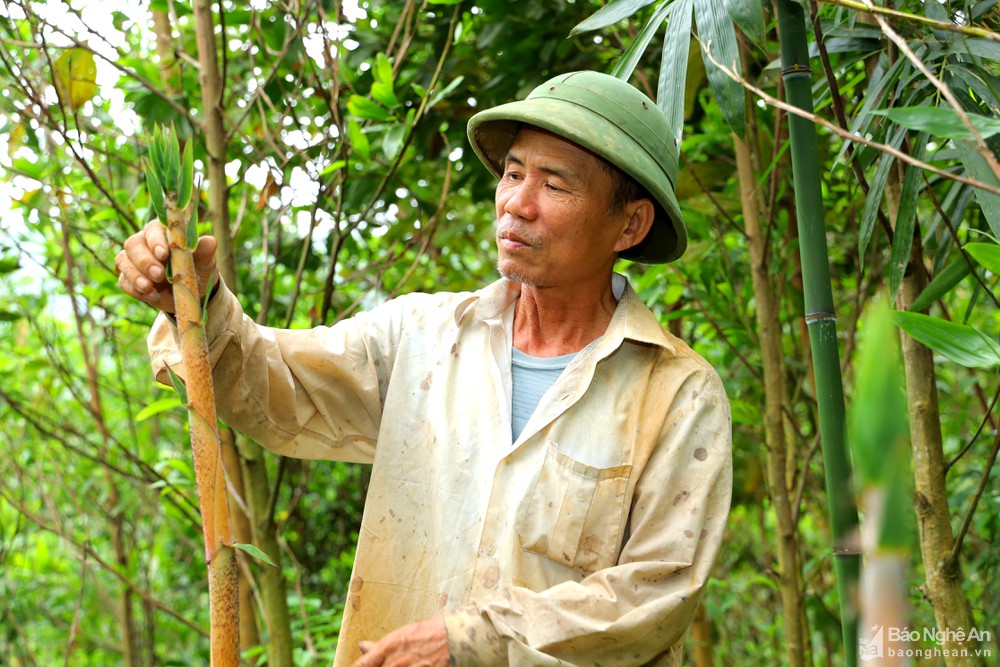 Chỉ là cây măng đắng thôi mà, vì sao 1 huyện ở Nghệ An phải vận động 2 hộ nông dân bảo vệ? - Ảnh 6.