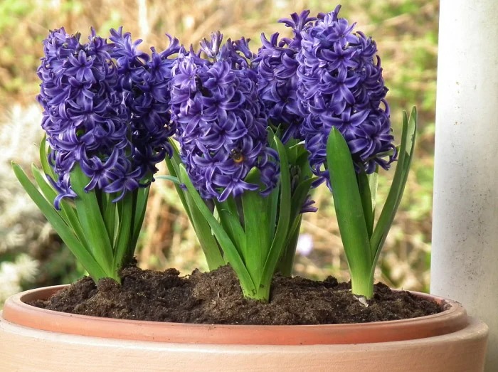 The ancients taught: 4 types of plants that block fortune, grown indoors only add bad luck, good luck washes away - Photo 3.