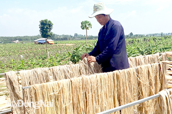 Thứ xưa nay thiên hạ trồng chuối toàn vứt phí, nay dân ở nơi này của Đồng Nai gom lại bán ra tiền - Ảnh 3.
