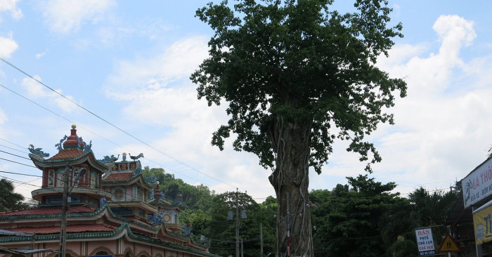 Cây cổ thụ đã chết mà như vẫn sống, đứng giữa đường ở An Giang suốt 300 năm là loài cây gì?