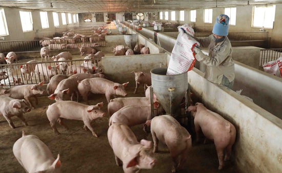 Giá lợn hơi tiếp tục giảm, thị trường khó có thể phục hồi, nông dân lo dịch sau bão lớn - Ảnh 2.