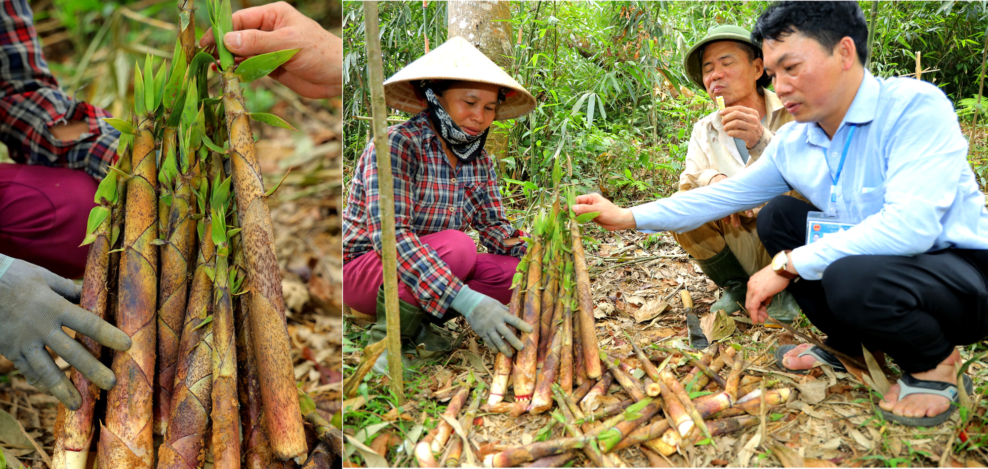 Chỉ là cây măng đắng thôi mà, vì sao 1 huyện ở Nghệ An phải vận động 2 hộ nông dân bảo vệ? - Ảnh 3.