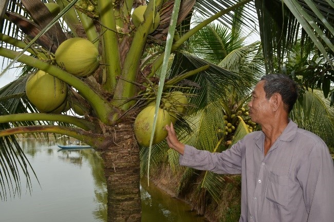 Trồng có 60 cây dừa thấp tè đã ra trái quá trời, ông nông dân Hậu Giang an nhàn chăm mỗi năm kiếm bộn tiền - Ảnh 1.