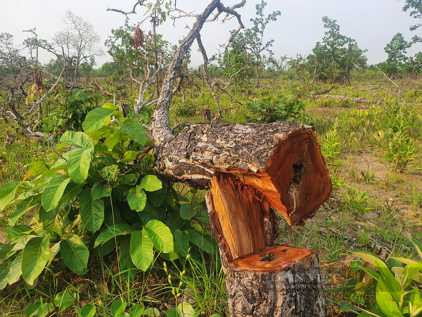 Vụ phá rừng quy mô lớn tại Đắk Lắk: Hé lộ đối tượng phá rừng - Ảnh 1.