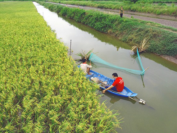 Sản xuất lúa hữu cơ: Lối đi hiệu quả, bền vững - Ảnh 1.