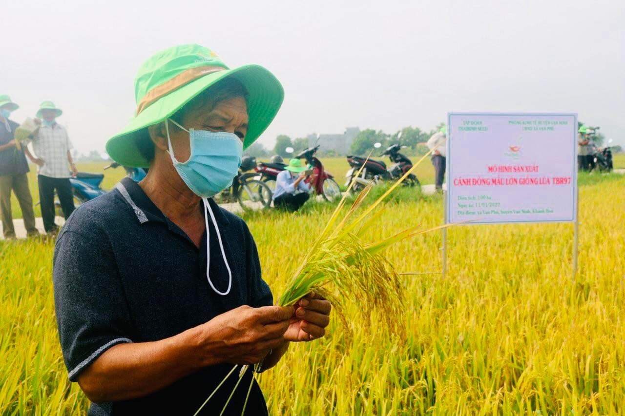 Khánh Hòa: Giống lúa TBR97 cho trĩu hạt, nông dân nhìn là mê - Ảnh 2.