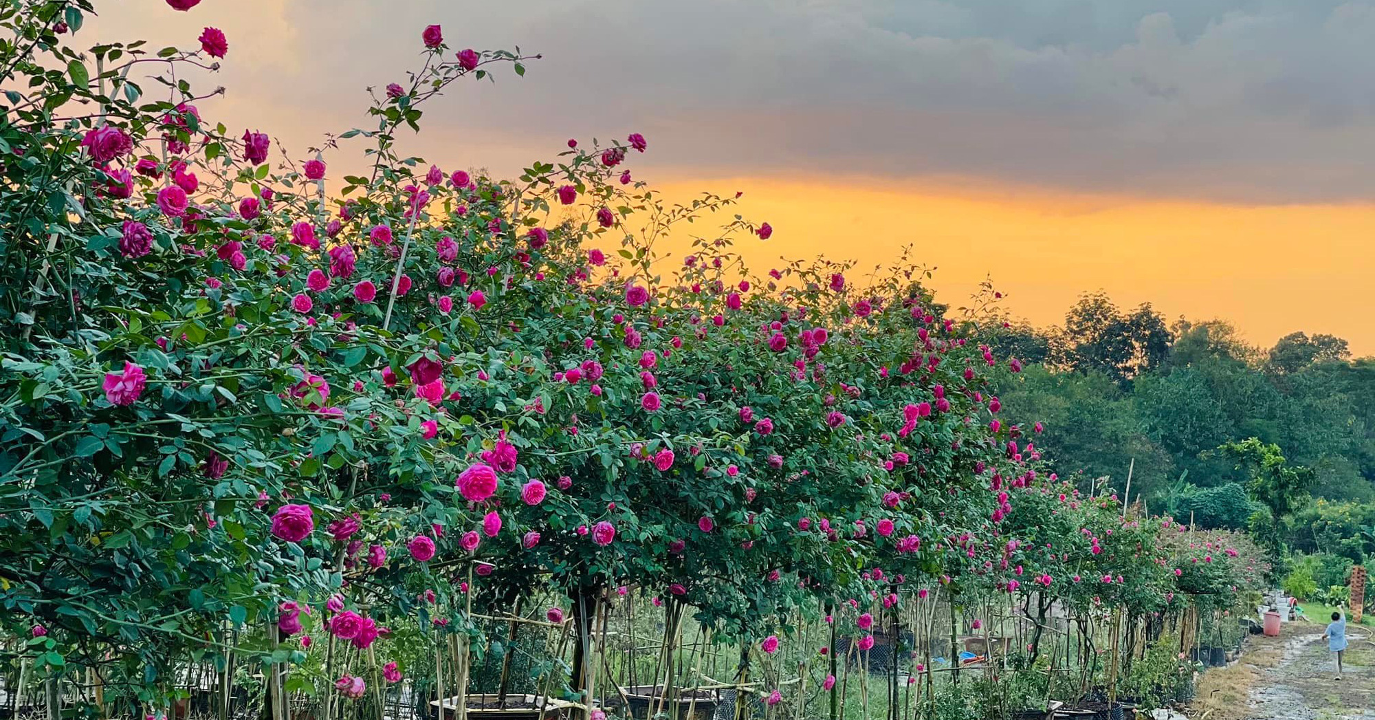 Can’t take my eyes off the beautiful rose garden like paradise of the Central Highlands boy