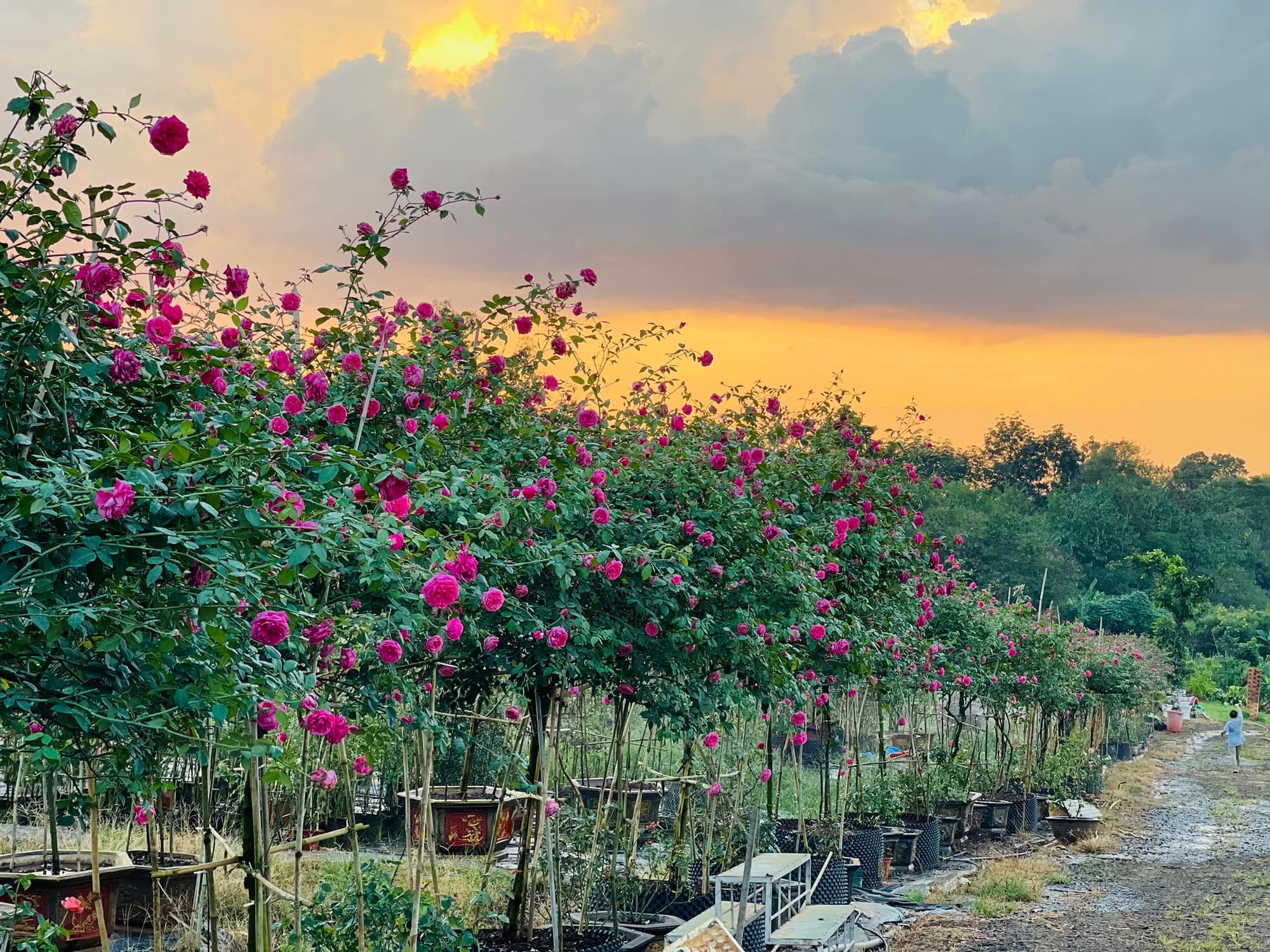 Không thể rời mắt trước vườn hồng đẹp tựa thiên đường của chàng trai Tây Nguyên  - Ảnh 1.