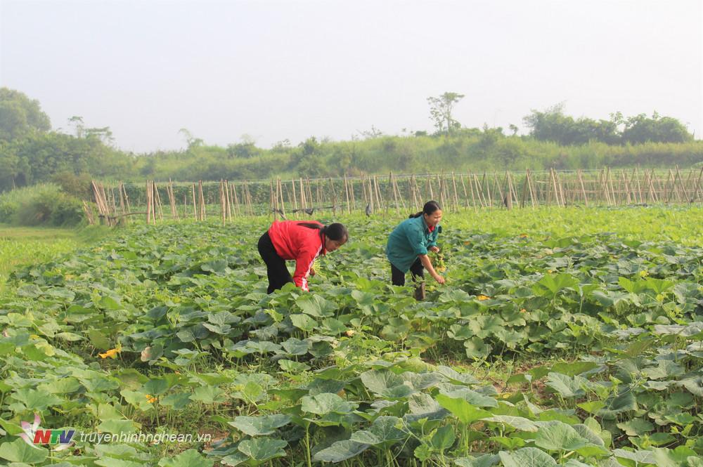 Bù đỏ là cây gì mà dân ở nơi này của Nghệ An trồng tràn lan đất bãi, bán từ ngọn non đến quả già? - Ảnh 1.