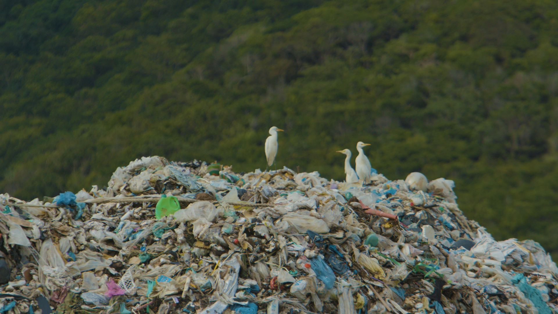 5 mẹo nhỏ bắt kịp xu hướng du lịch giảm nhựa tại Côn Đảo - Ảnh 1.