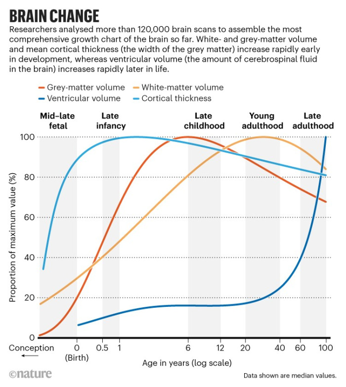 Does the human brain change size with age?  - Photo 2.