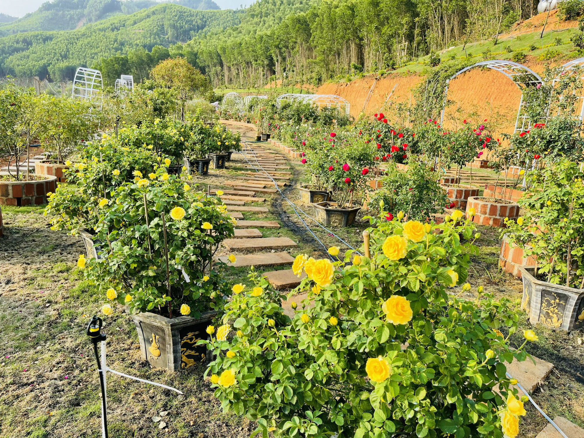 Cannot take their eyes off the beautiful rose garden like paradise of the Central Highlands boy - Photo 11.