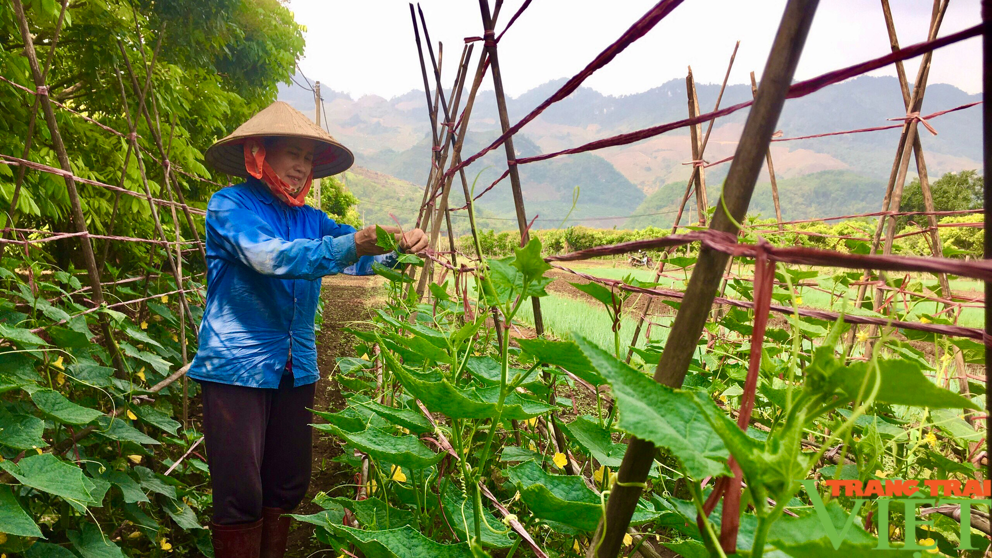 Nông thôn Tây Bắc: Rau màu thành cây kinh tế chủ lực - Ảnh 3.